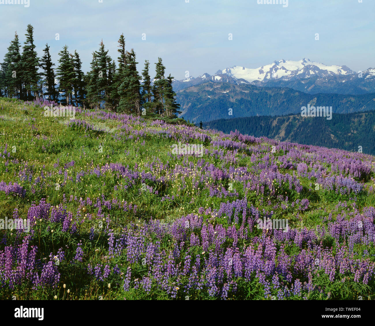 USA, Washington, Olympic National Park, Meadow of broadleaf lupine  and scattered bistort near Obstruction Peak and distant Mt. Olympus. Stock Photo