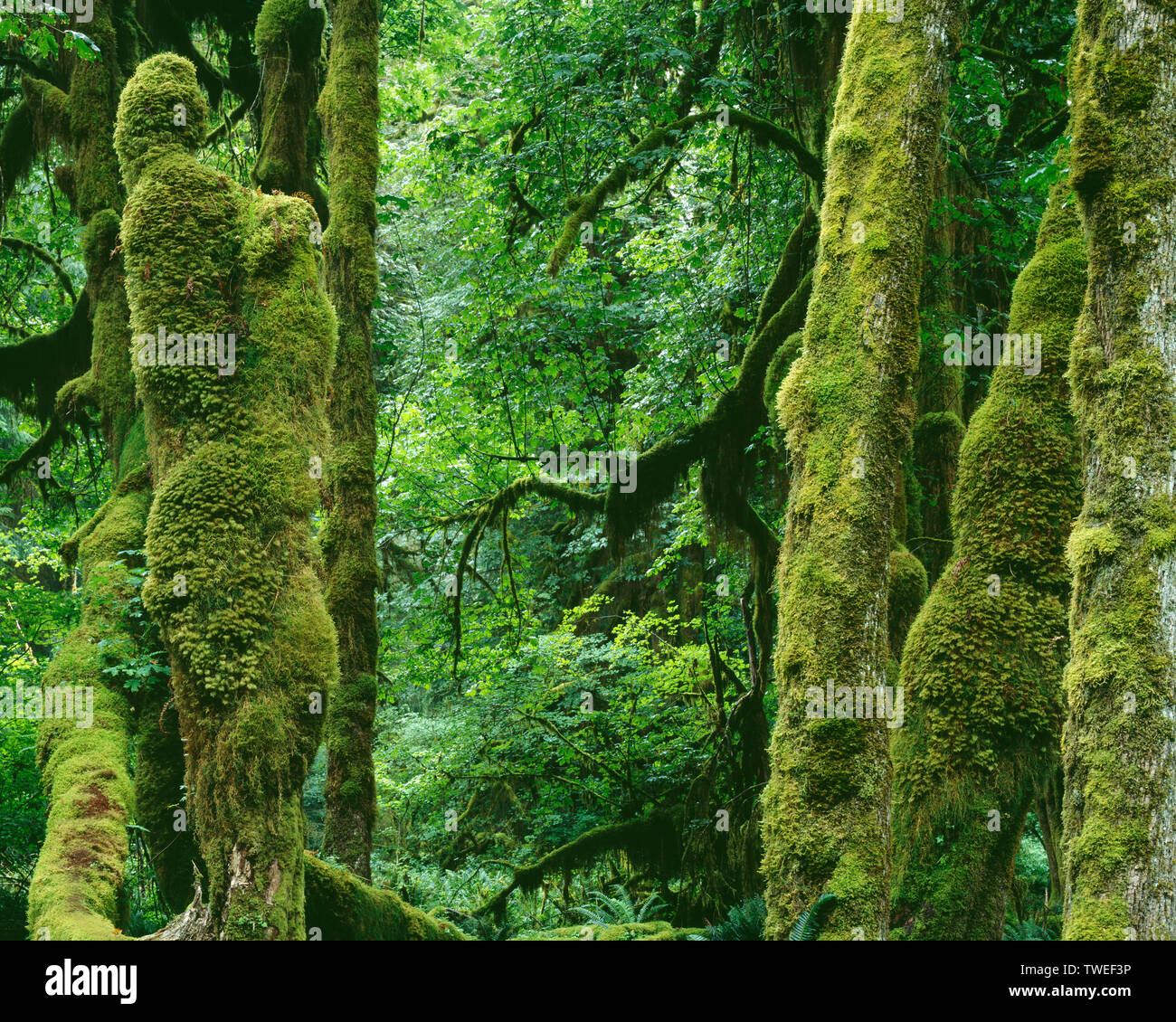 USA, Washington, Olympic National Park, Lush moss grows on bigleaf maple trees, Hoh Rain Forest. Stock Photo