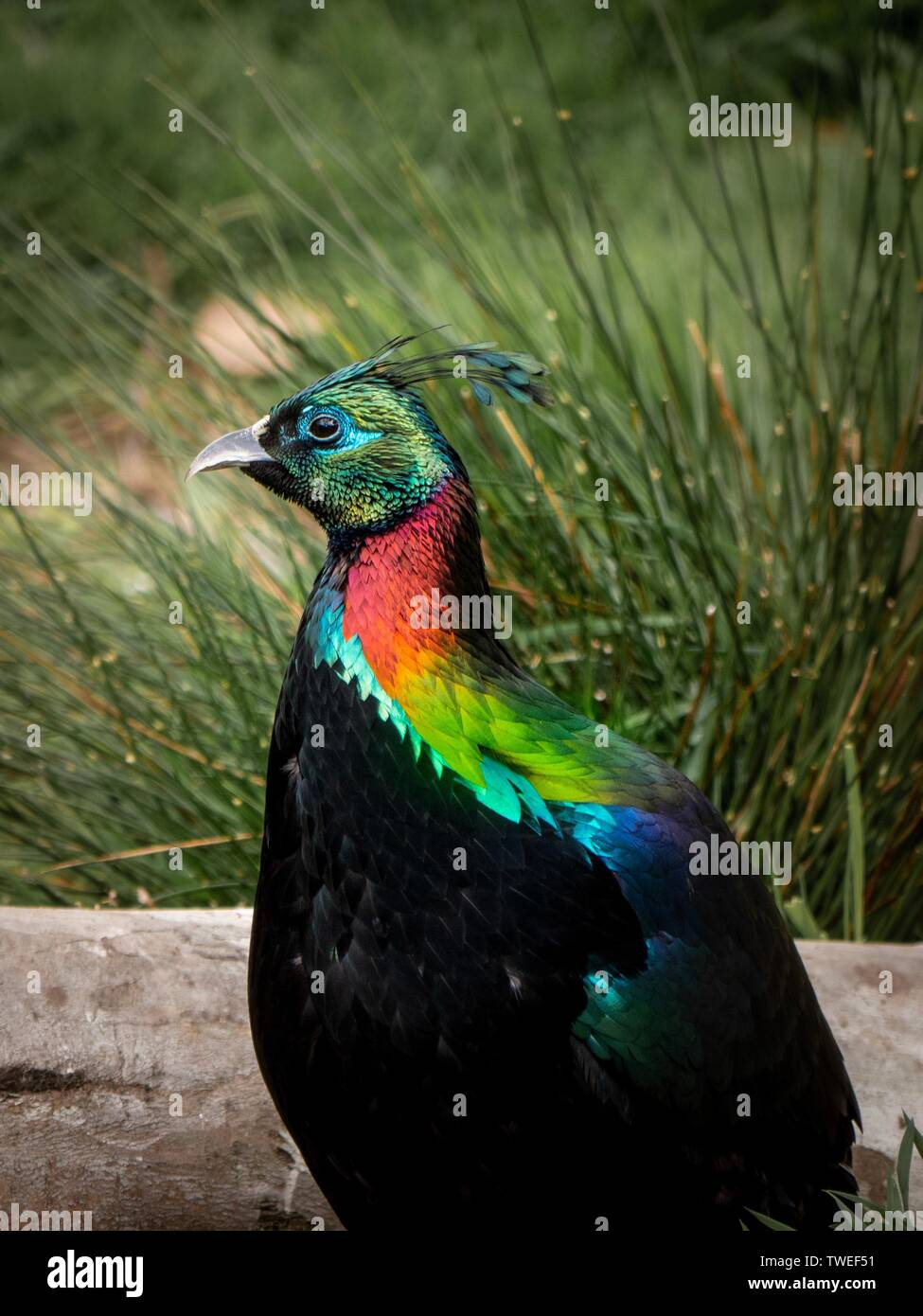 A majestic Himalayan Monal Pheasant showing off his iridescent neck plumage Stock Photo