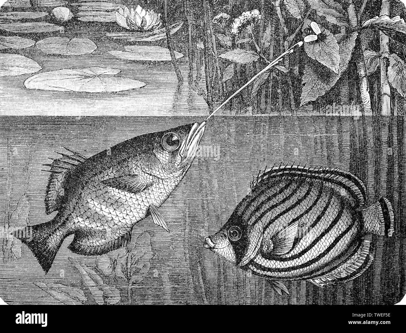 Banded archerfish and Scrawled Butterflyfish, (Toxotes jaculator, Chaetodon meyeri), 1881, historical woodcut illustration, Germany Stock Photo