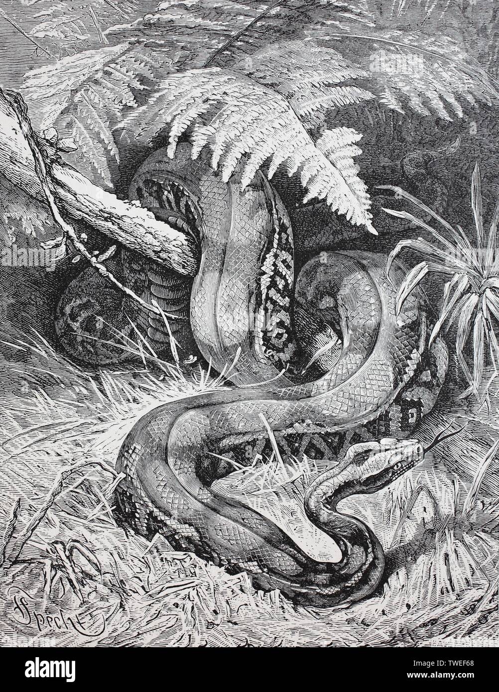 The Boa Constrictor Red Tailed Boa Or The Common Boa 1881 Historical Woodcut Illustration Germany Stock Photo Alamy