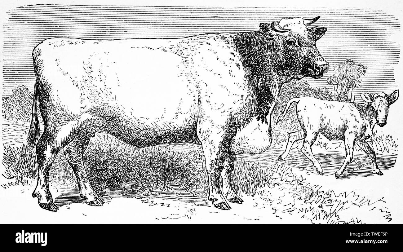 A Grey Shorthorn Cow by William Henry Davis Reproduction Painting