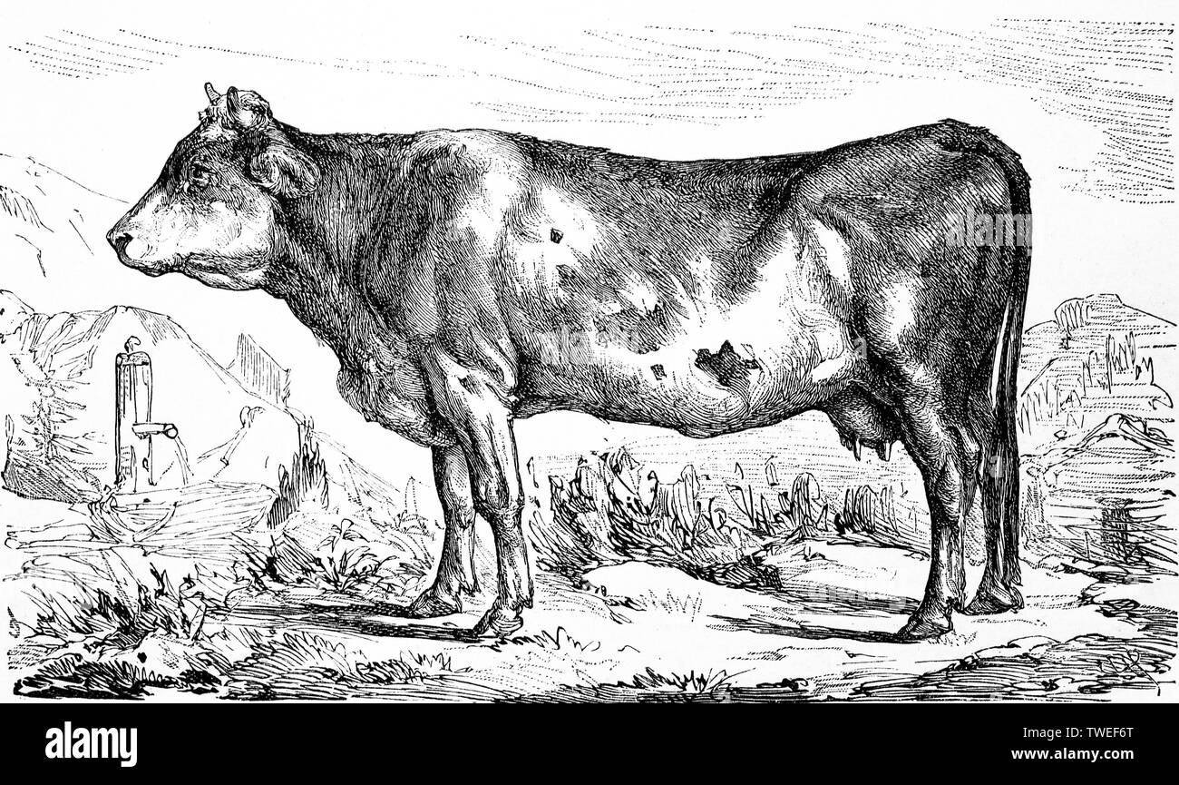 Cattle breed, a Bernese cow, 1881, historical woodcut illustration, Switzerland Stock Photo