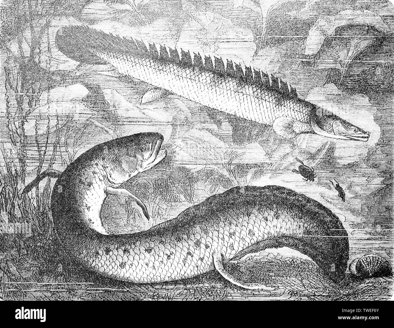Nile bichir and West African lungfish, (Polypterus bichirnischer), (Protopterus annectens), 1881, historical woodcut illustration, Germany Stock Photo