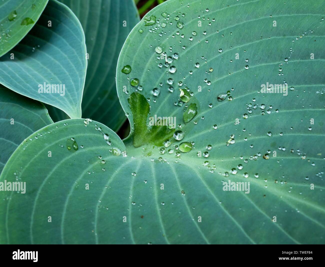 Drops of water held in surface tension on the leaf of a Halcyon Hosta plant Stock Photo