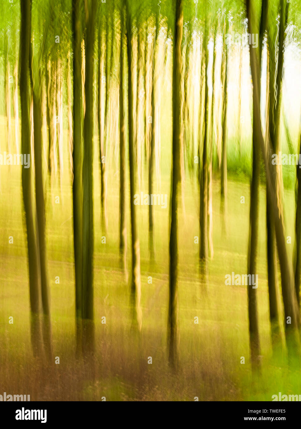 Bright woodland photographed with intentional movement of camera Stock Photo