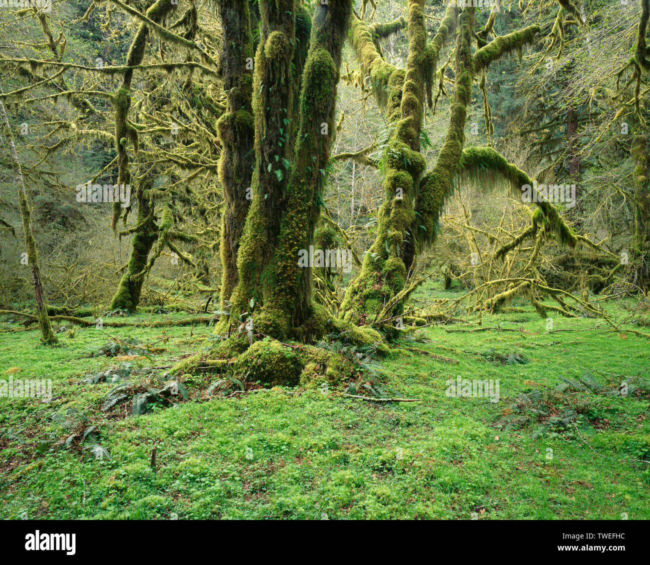 USA, Washington, Olympic National Park, Moss clings to bigleaf maple in spring; Quinault Rain Forest. Stock Photo