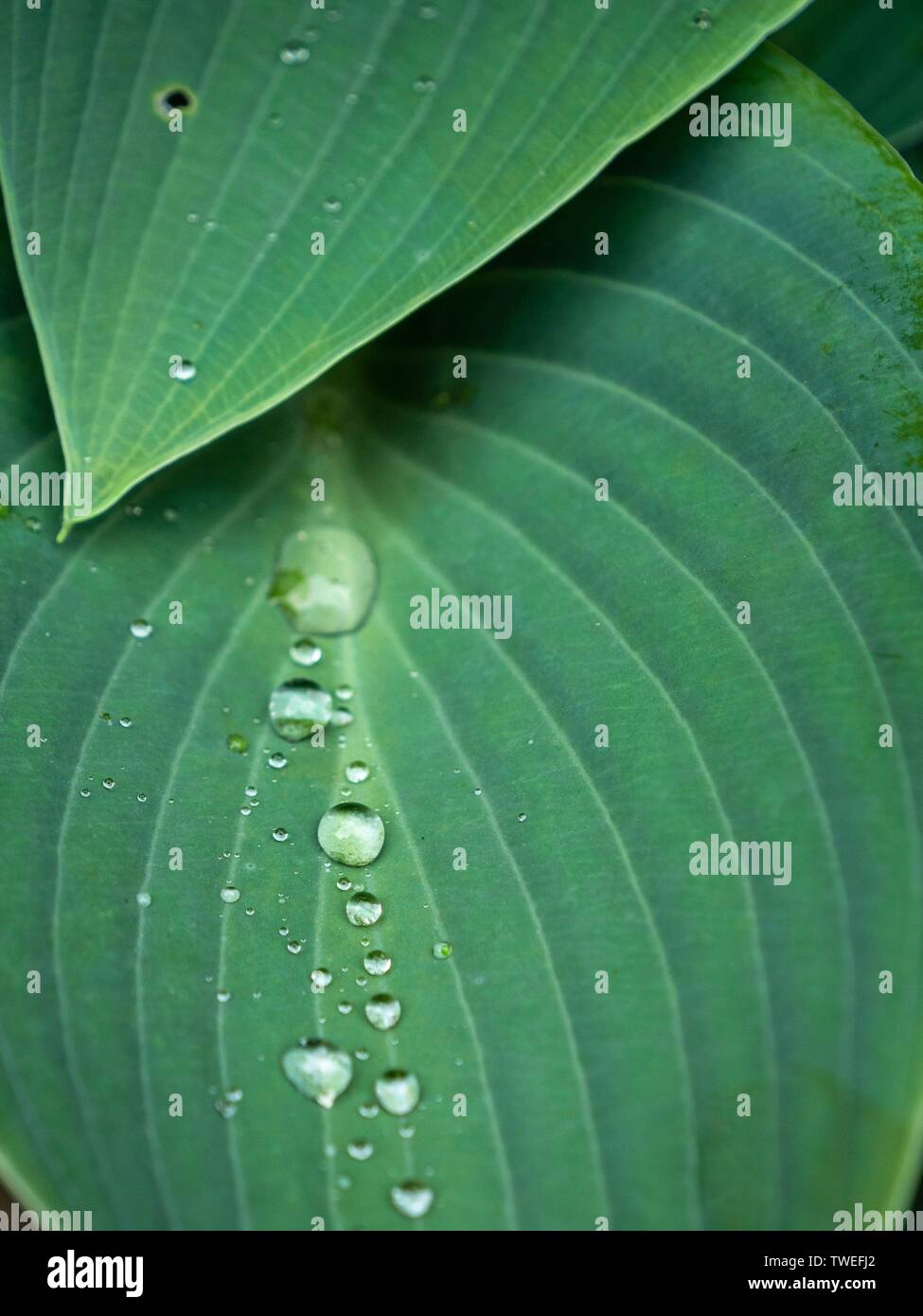 Drops of water held in surface tension on the leaf of a Halcyon Hosta plant Stock Photo