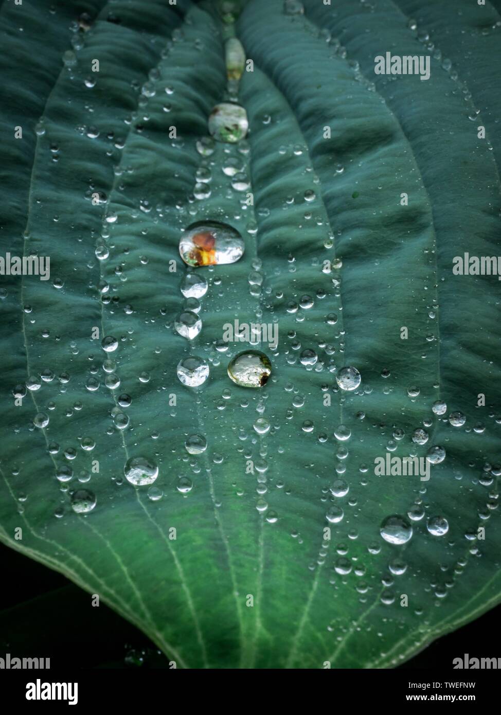 Surface Tension Of Water On A Leaf