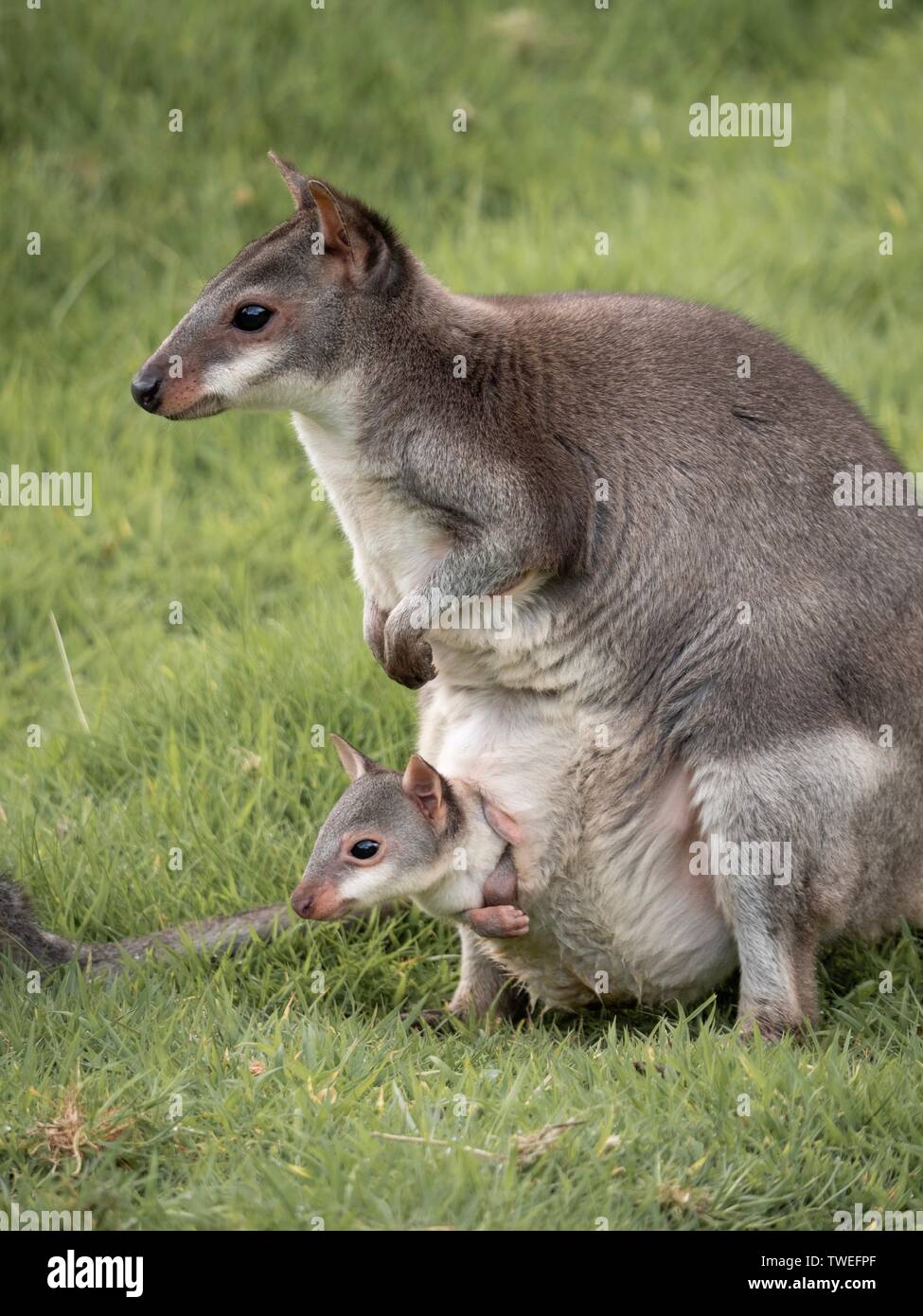 An adult wallaby with a small joey peeking out of her pouch Stock Photo