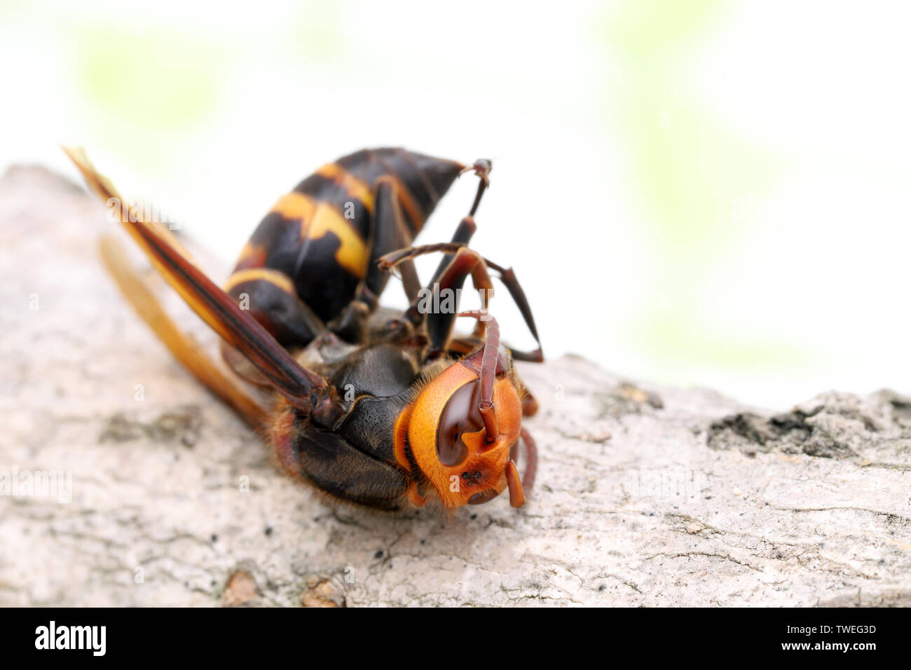 Close-up of dead wasp on a tree surface in autumn Stock Photo