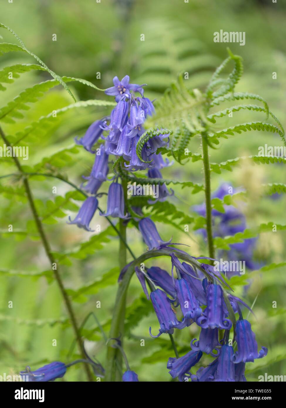 A head of bluebells among ferns in the wild English countryside Stock Photo