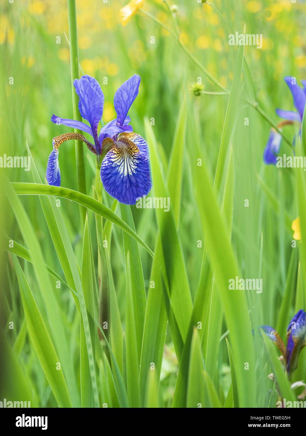 A close up image of a wild blue iris in the grass of a wildflower meadow Stock Photo