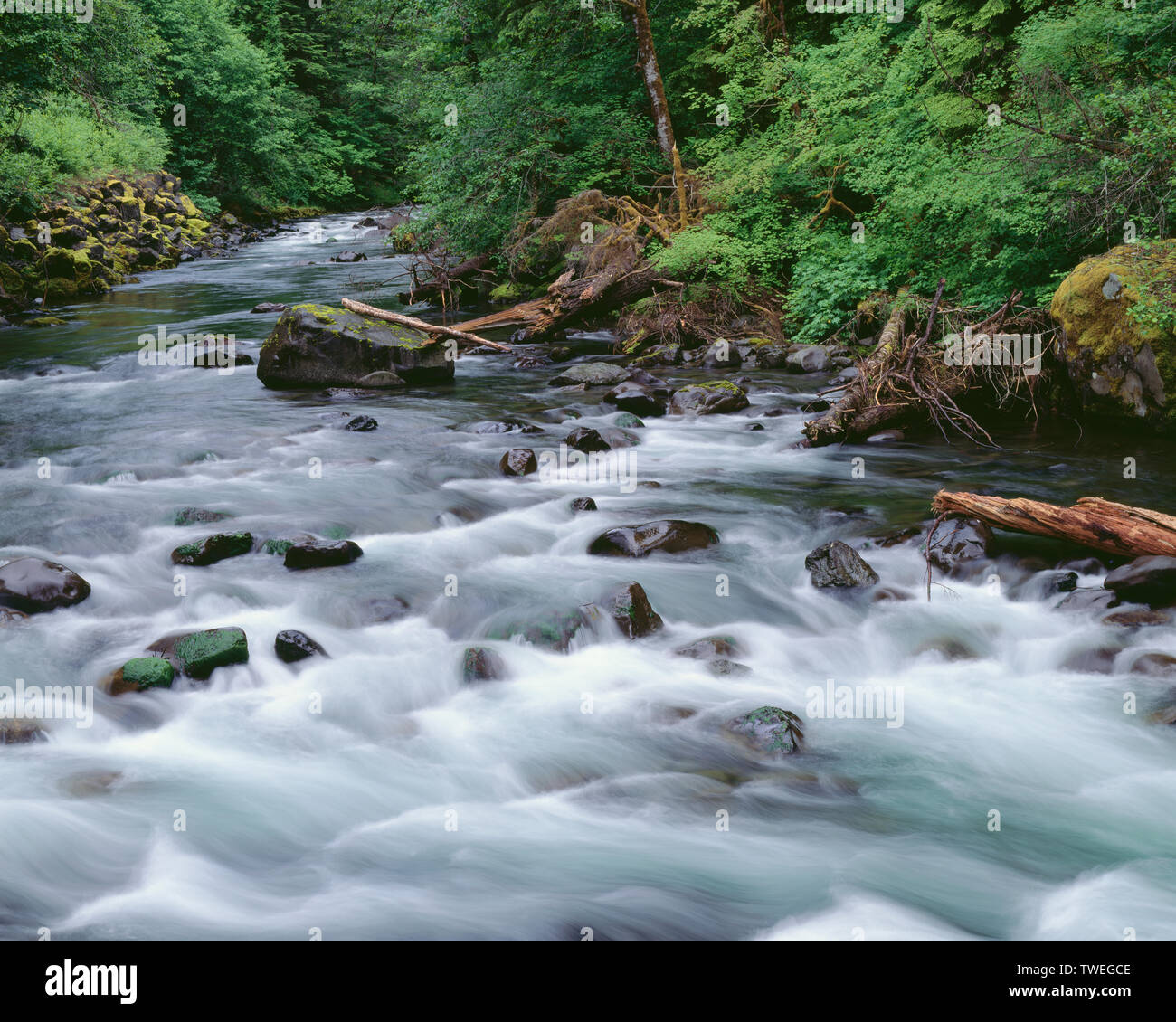 USA, Washington, Olympic National Park, Sol Duc River flows through lush rainforest valley. Stock Photo