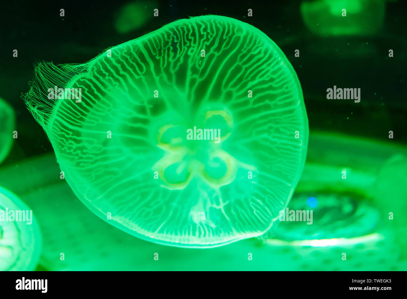 Shanghai Haichang Ocean Park jellyfish Stock Photo Alamy