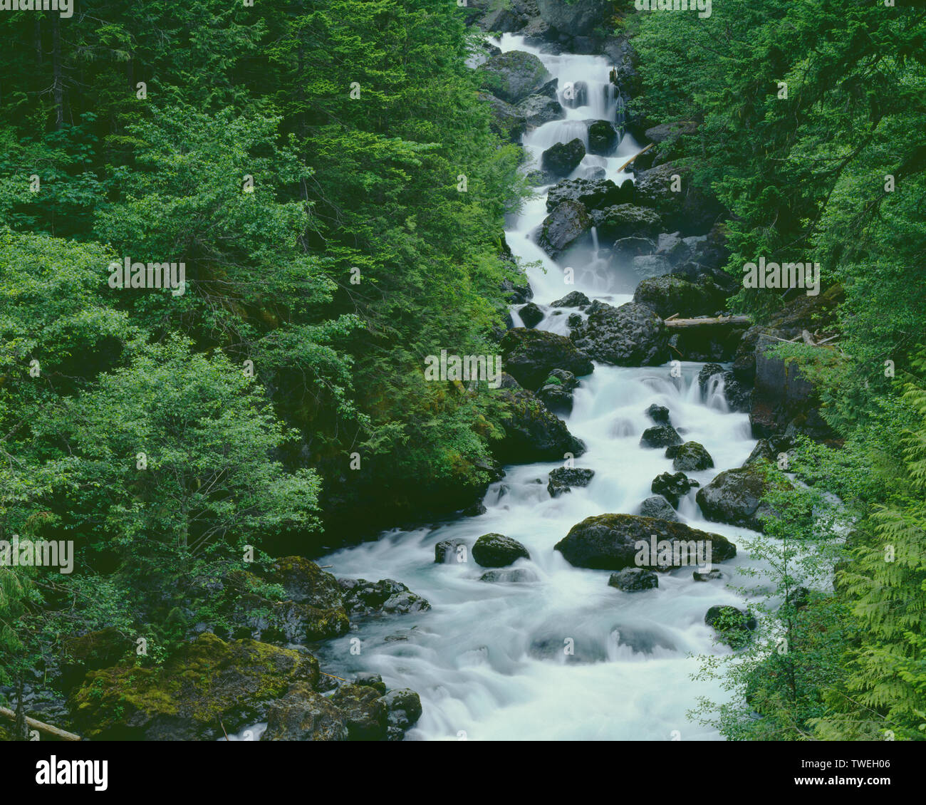 USA, Washington, Olympic National Park, Spring runoff fills the Dosewallips River. Stock Photo
