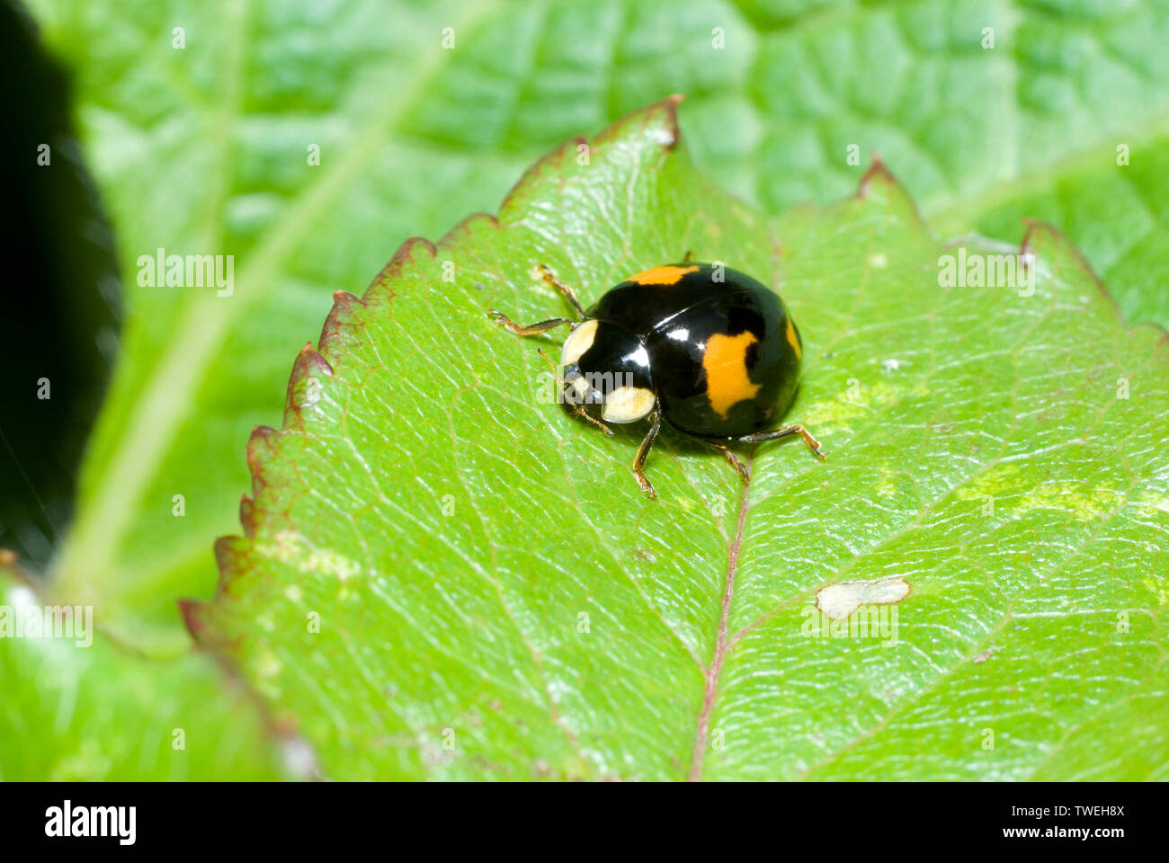 Harlequin Ladybird Stock Photo