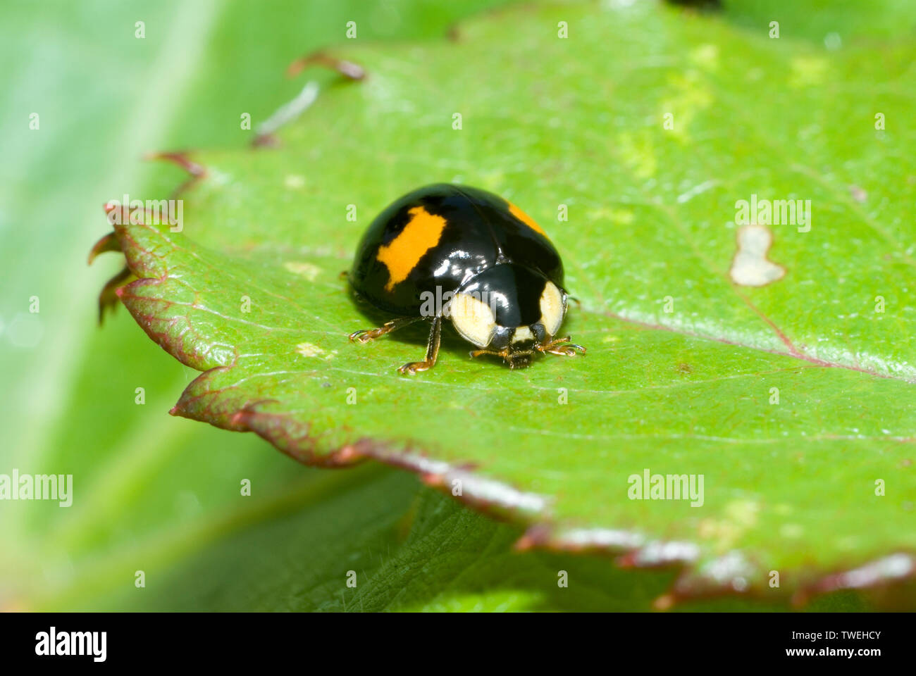Harlequin Ladybird Stock Photo