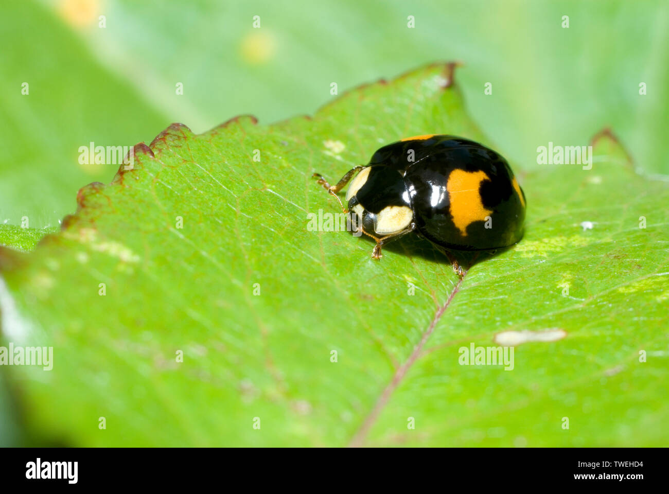 Harlequin Ladybird Stock Photo