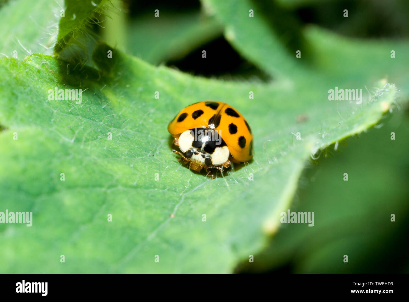 Harlequin Ladybird Stock Photo