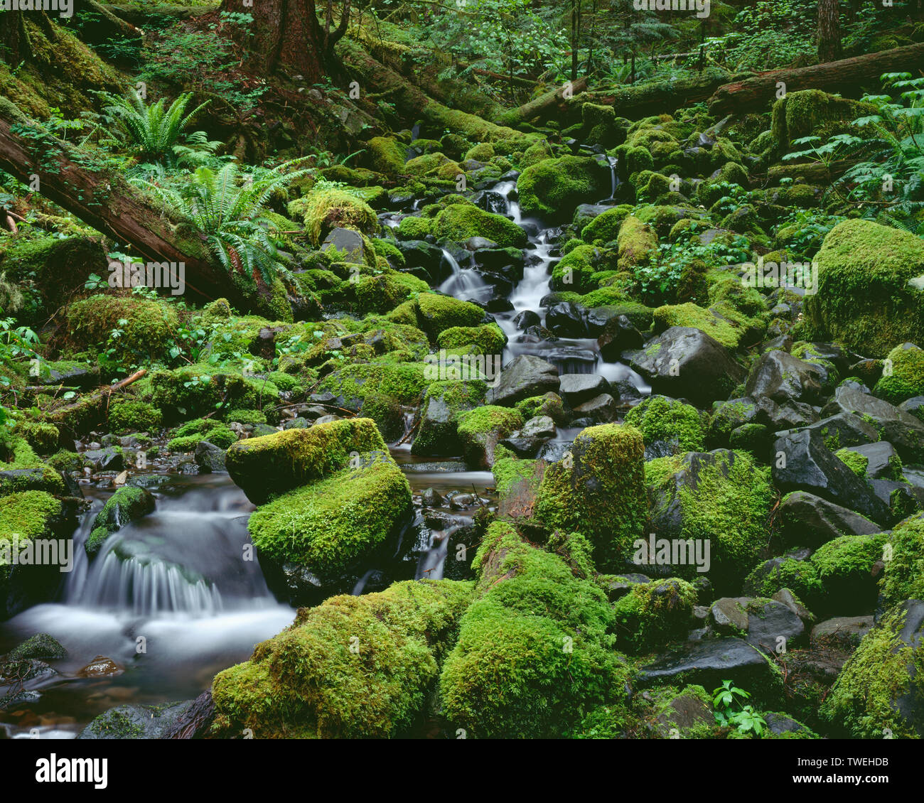 USA, Washington, Olympic National Park, Small, unnamed creek and lush moss in old-growth rain forest; Sol Duc Valley. Stock Photo
