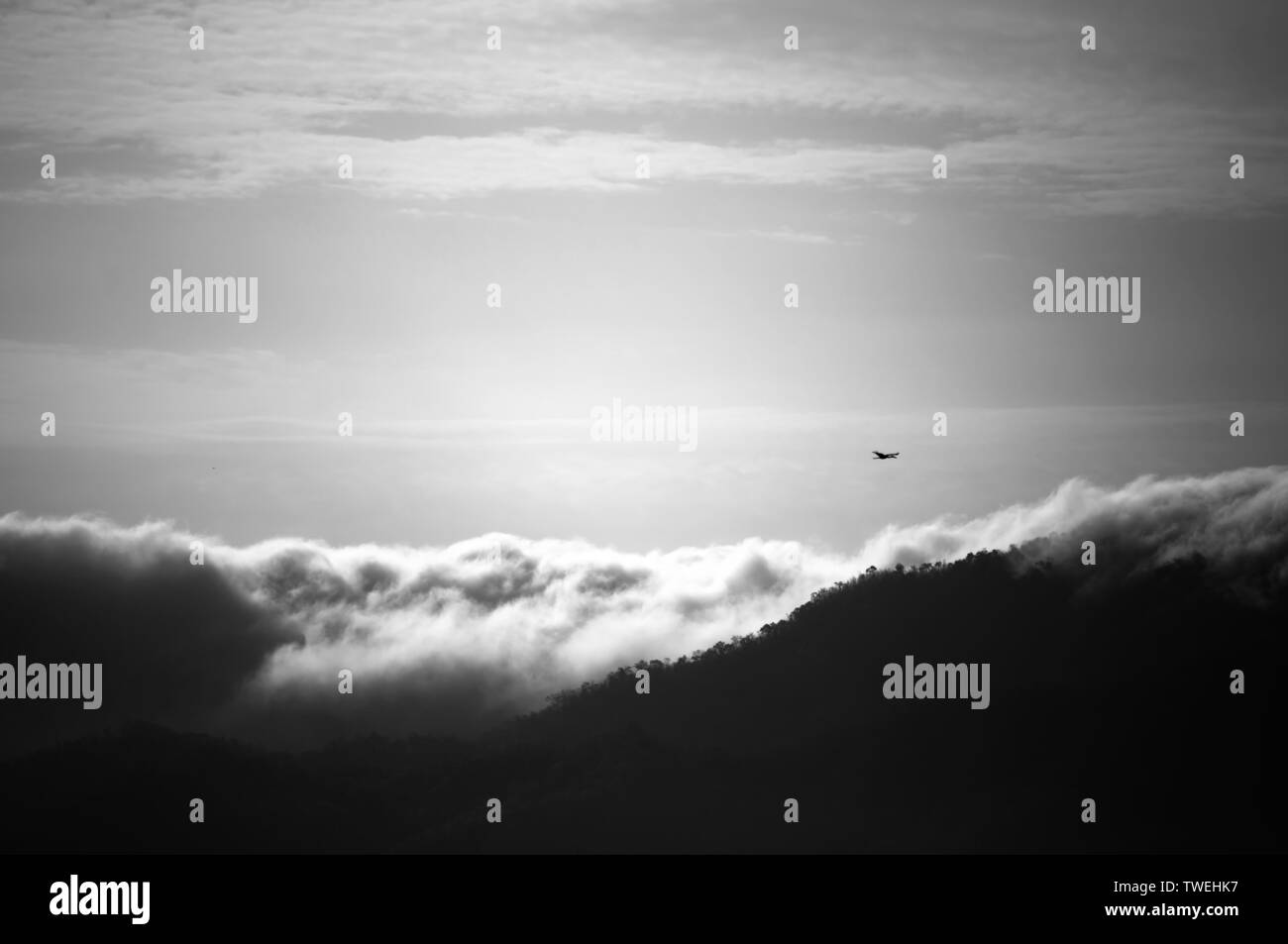 Bird flying in the sky Stock Photo - Alamy