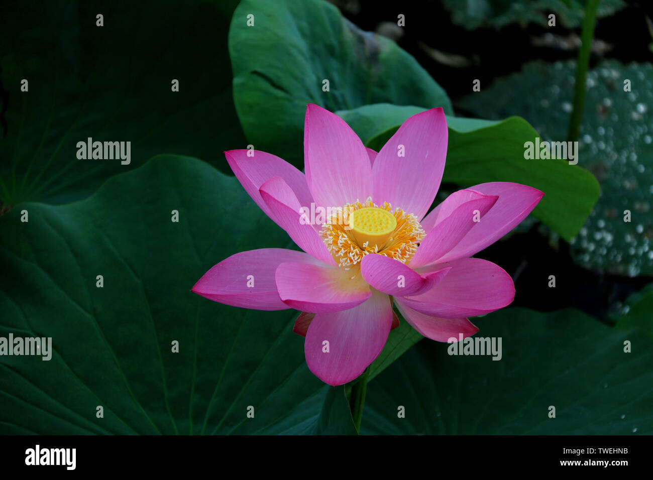 Beautiful summer gardens in foreign countries hires stock photography