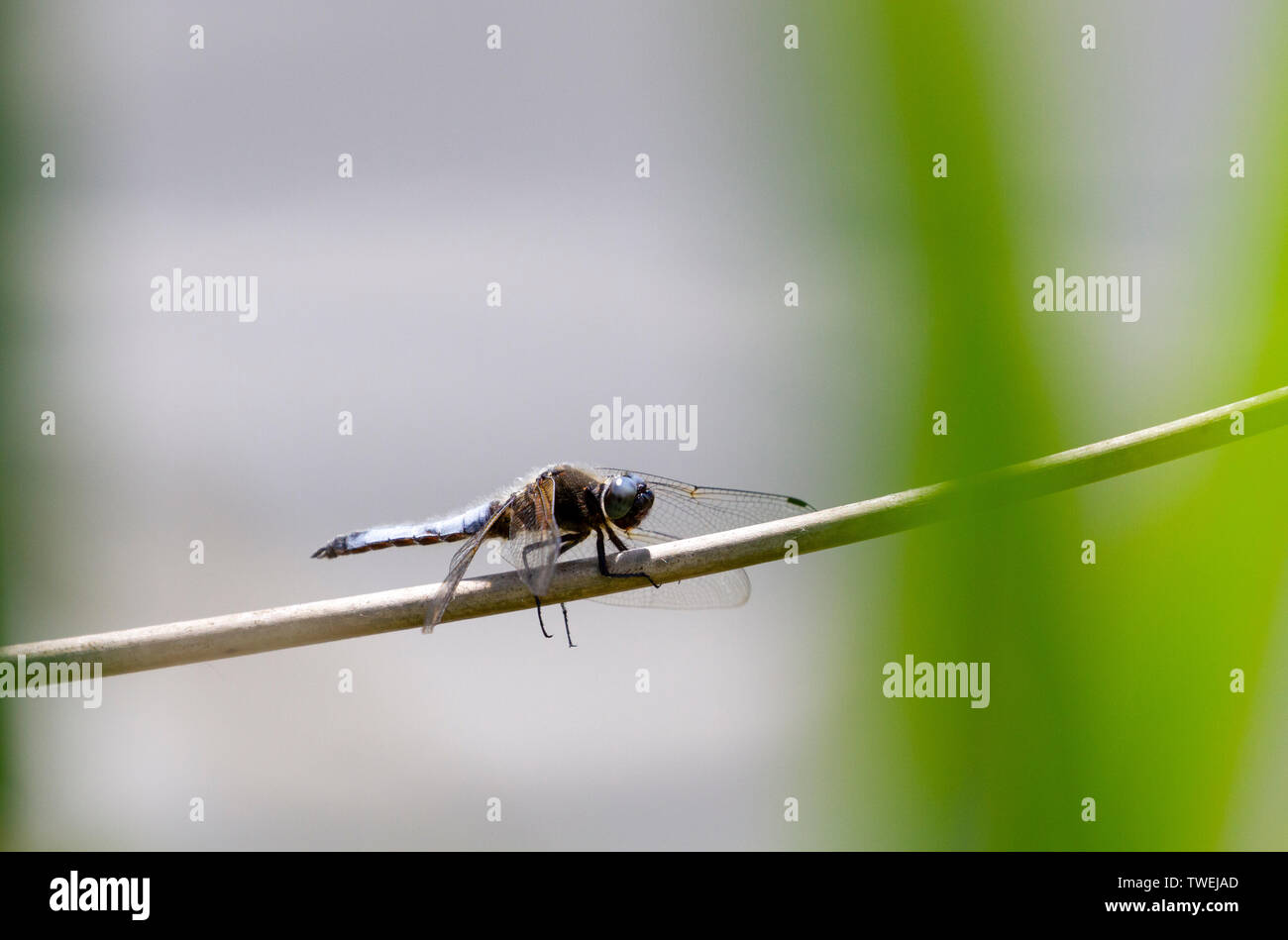 Scarce chaser dragonfly at rest Stock Photo