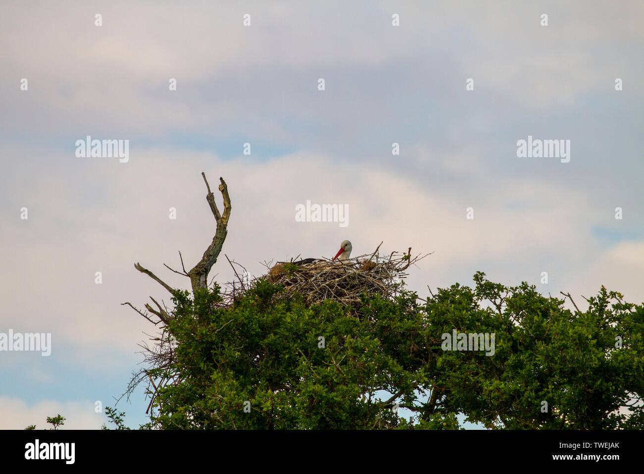 White stork on nest at Knepp Wildland Stock Photo