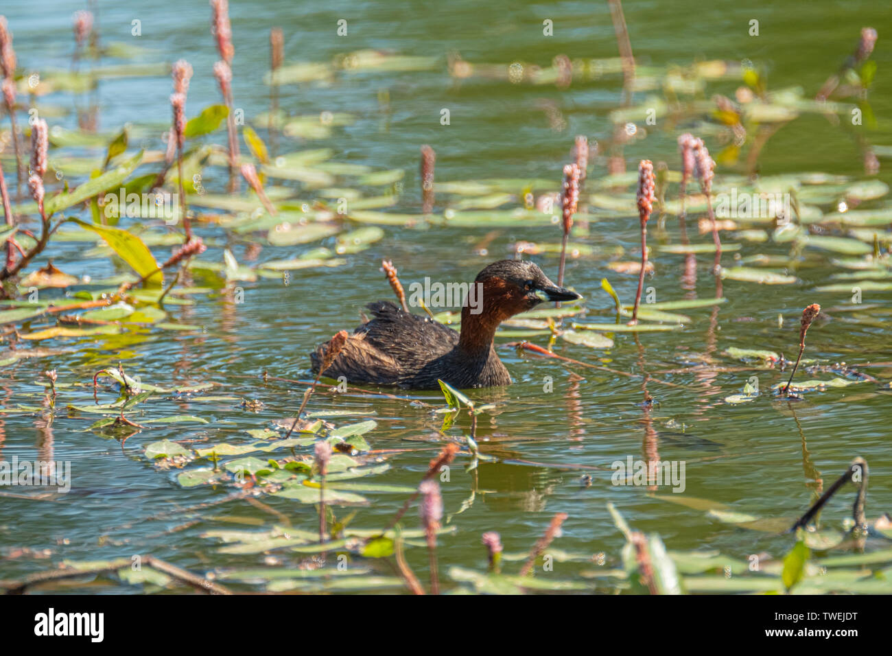 Common grebe, Tachybaptus ruficollis, on the calm waters of the river and next to the aquatic plants typical of the area Stock Photo