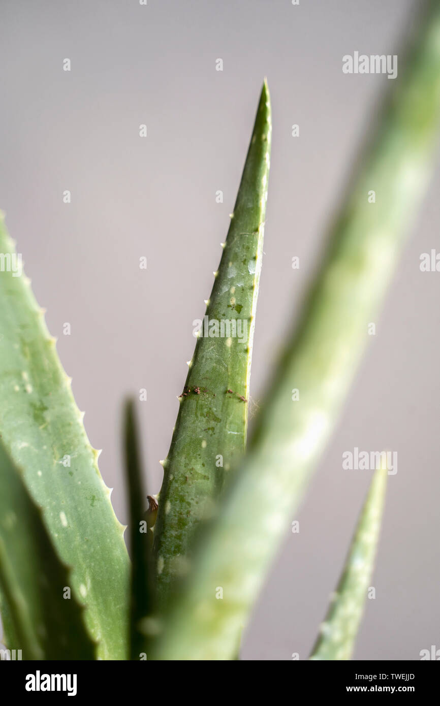 Aloe Vera Agave Cactus Plant Close Up Stock Photo