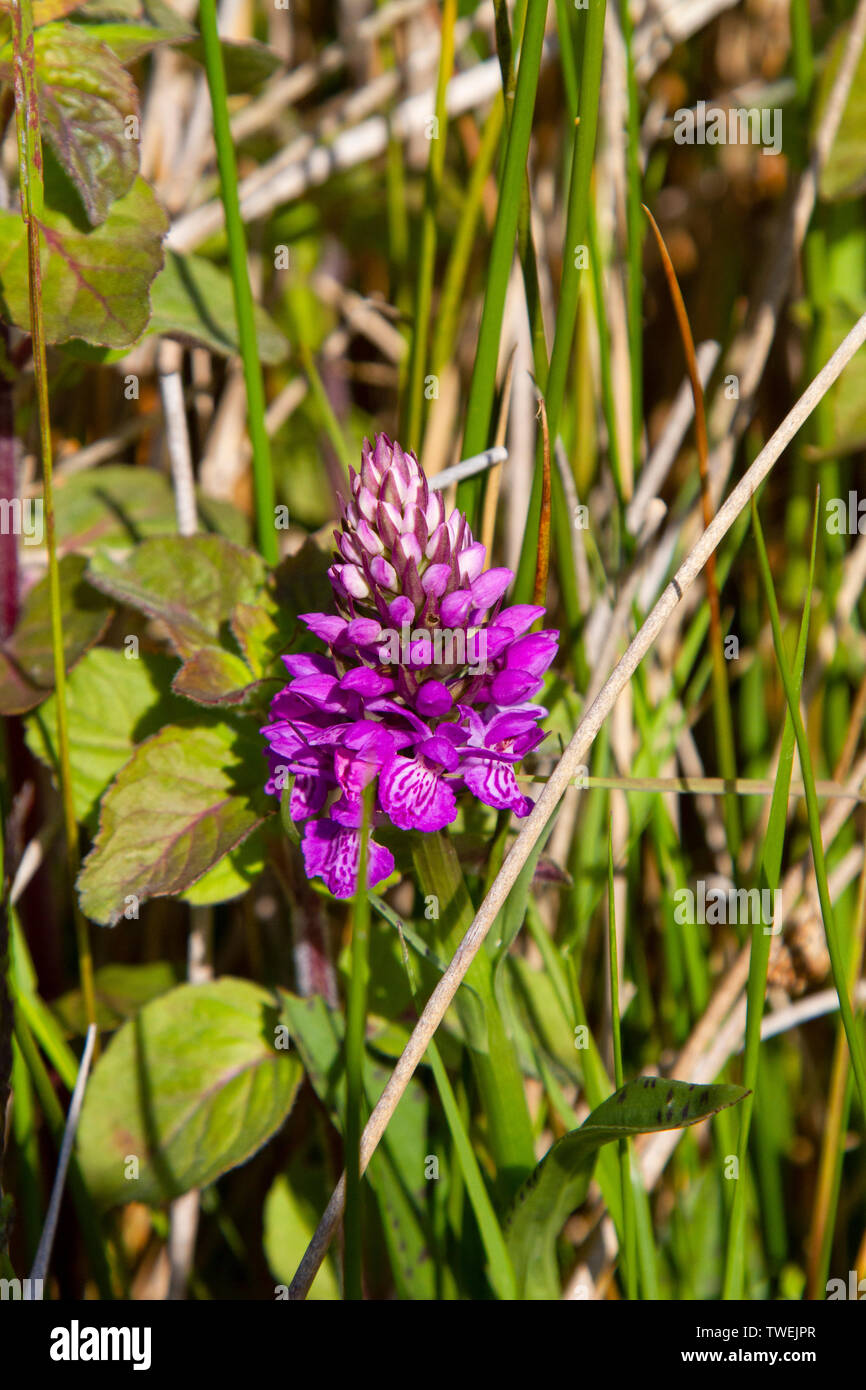 Northern marsh orchid by pond Stock Photo
