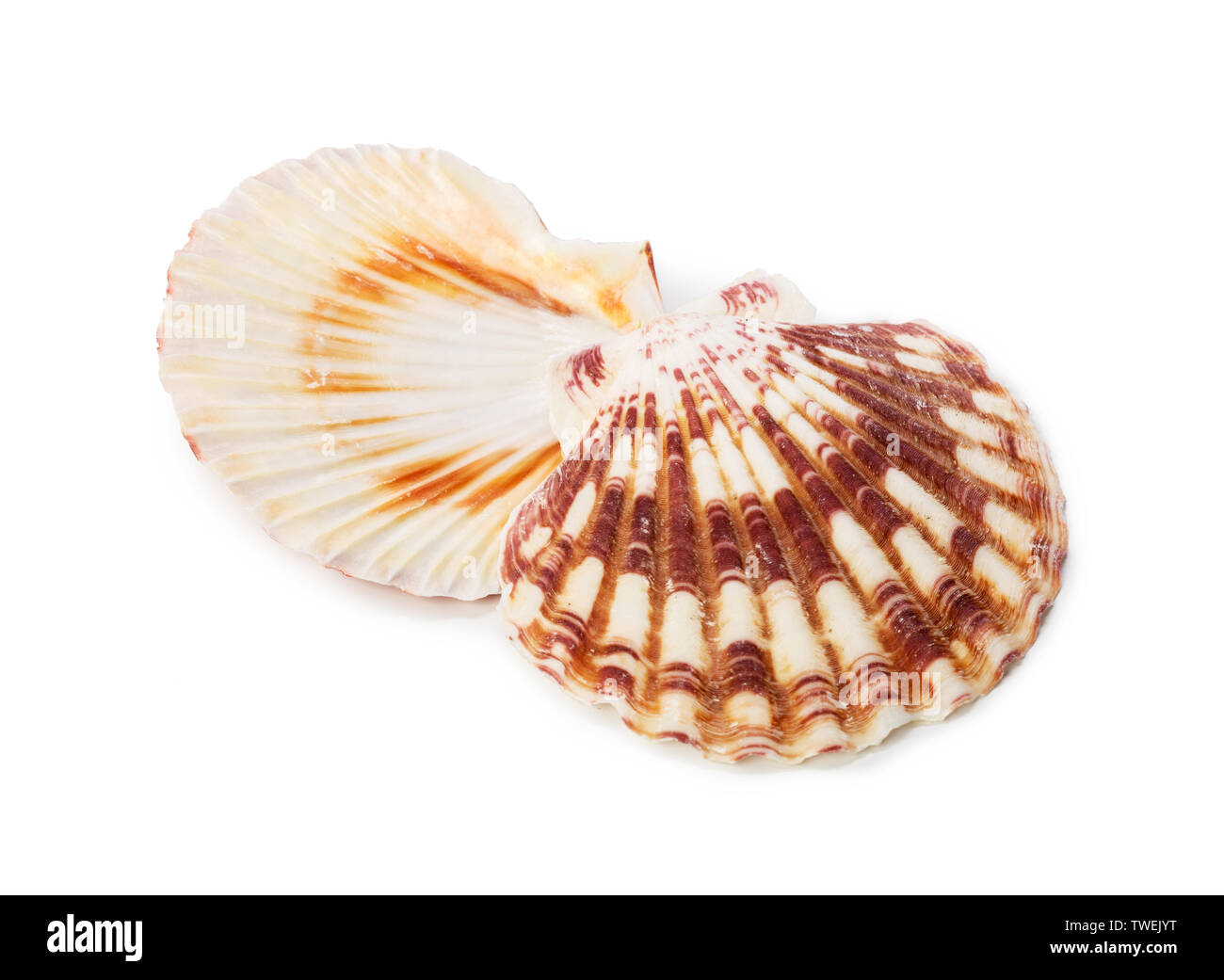 Seashell isolated on white background Stock Photo - Alamy