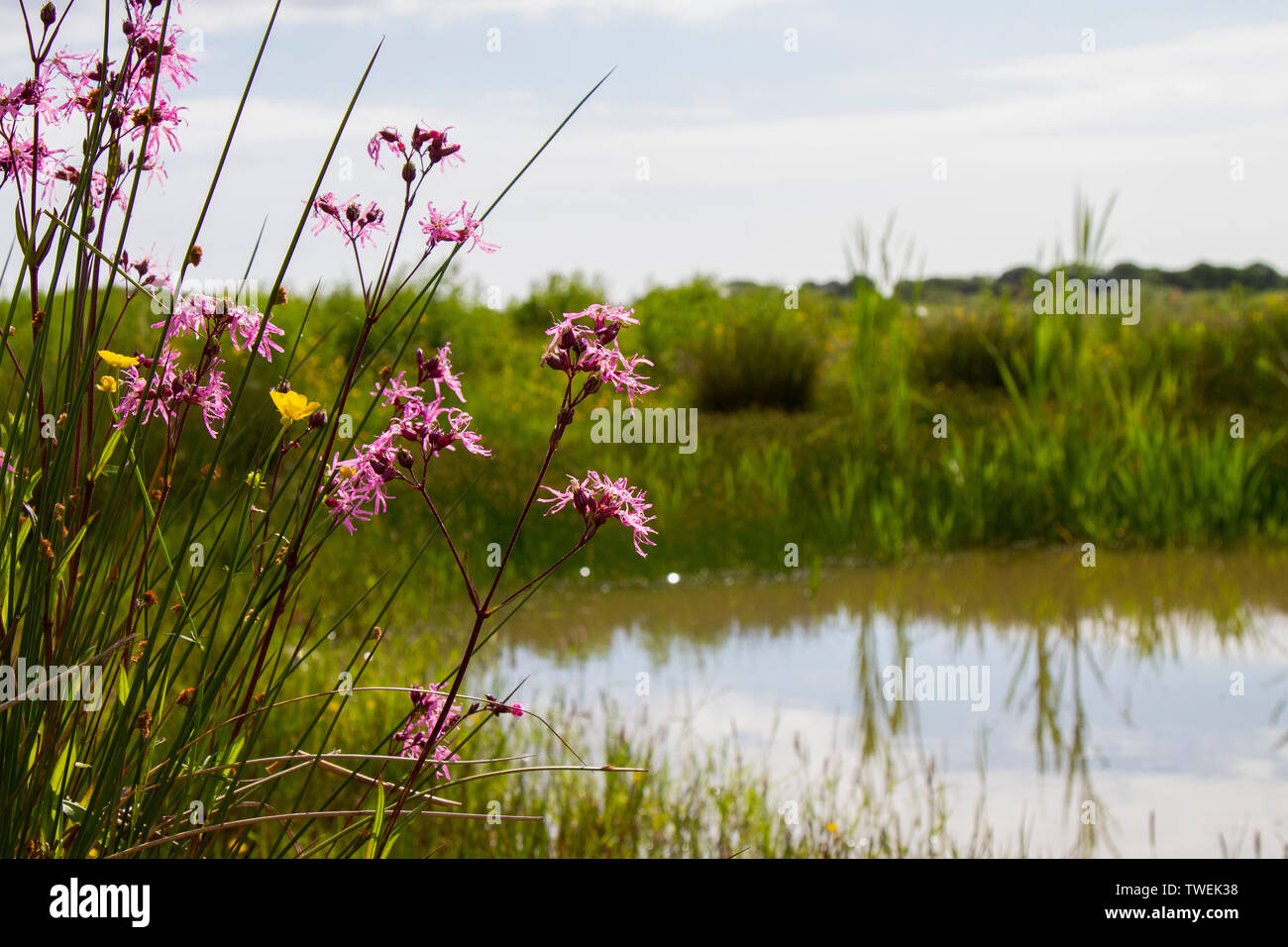 Ragged robin in flower beside pond in wildflower meadow Stock Photo