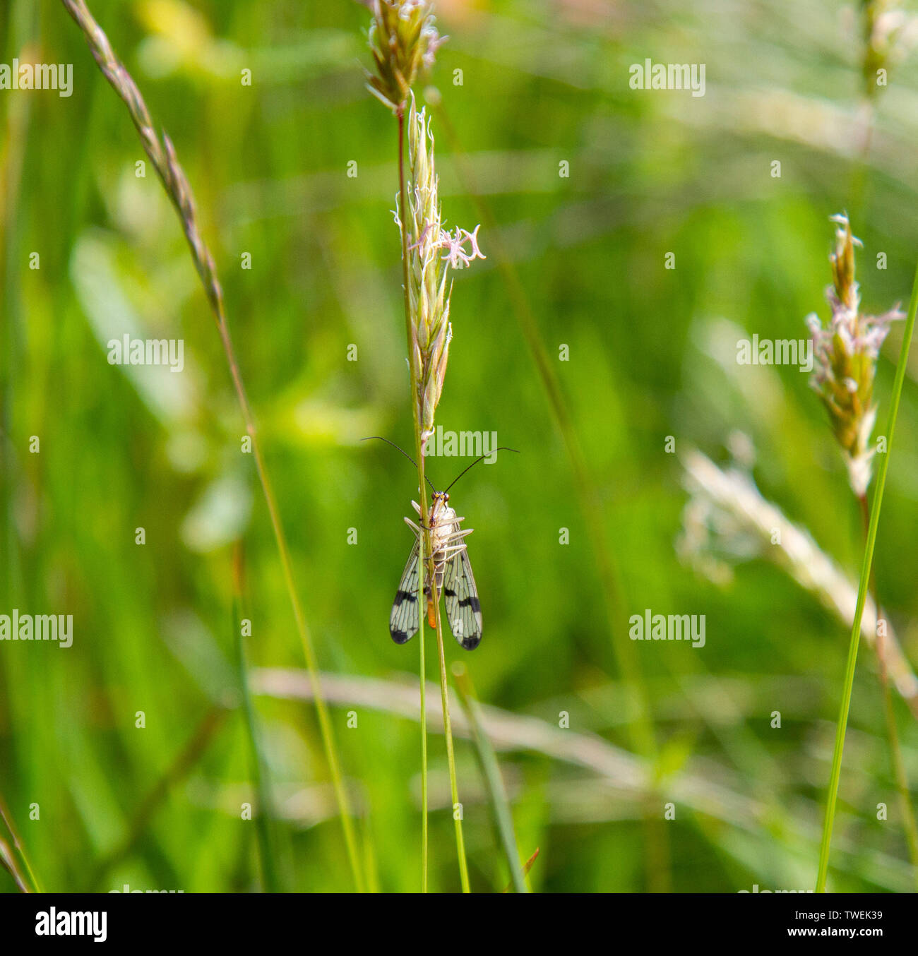 Scorpion fly on grass stalk Stock Photo