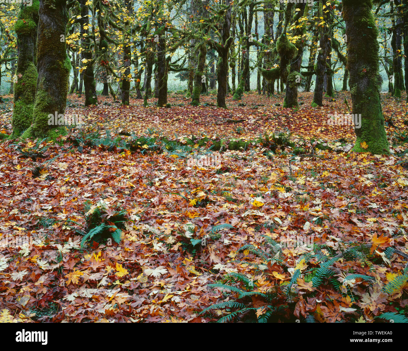 USA, Washington, Olympic National Park, Moss laden bigleaf maples and understory of ferns and fallen leaves in autumn; Quinault Rain Forest. Stock Photo