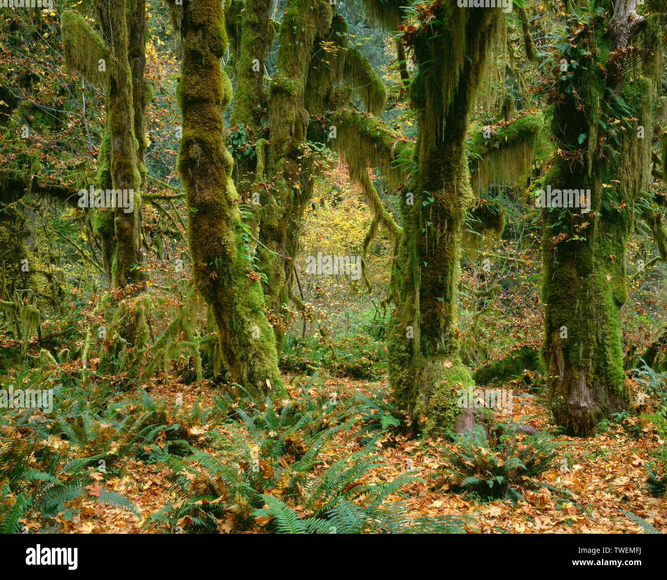 USA, Washington, Olympic National Park, Moss clings to bigleaf maple in autumn; Hoh Rain Forest. Stock Photo