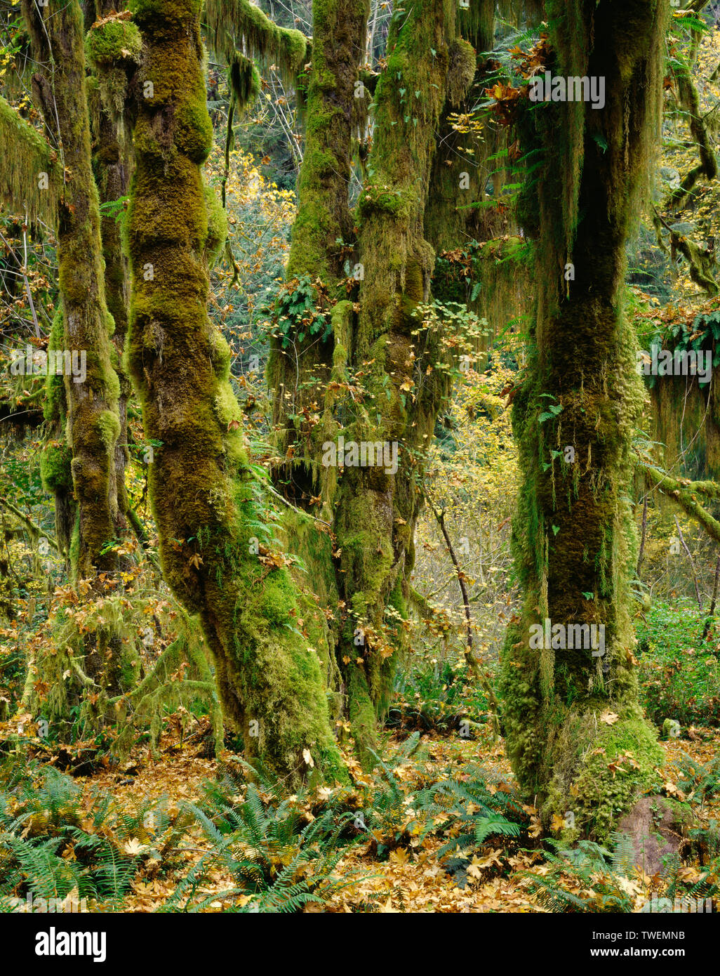 USA, Washington, Olympic National Park, Moss clings to bigleaf maple in autumn; Hoh Rain Forest. Stock Photo