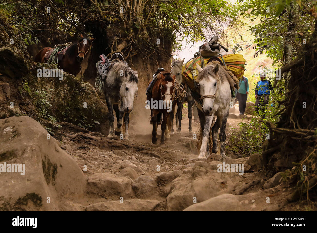Inka Trail, Peru. 02nd May, 2019. Horses carry tourists' luggage in the  rough terrain of the Inca Trail. Credit: Tino  Plunert/dpa-Zentralbild/ZB/dpa/Alamy Live News Stock Photo - Alamy