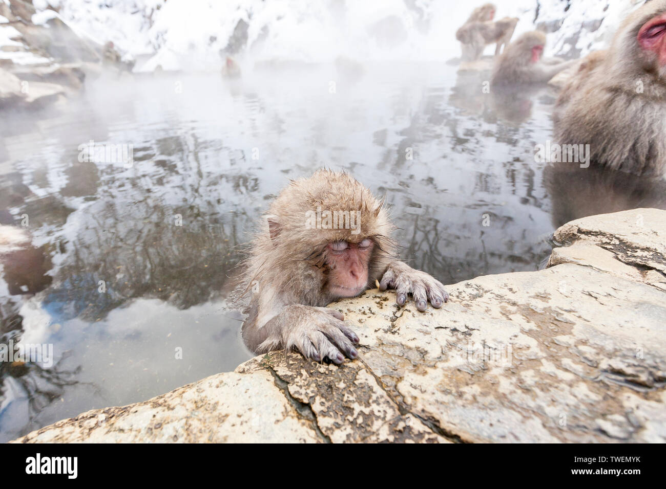 Snow monkey (Macaca fuscata) from Jigokudani Monkey Park in Japan, Nagano Prefecture. Cute Japanese macaque sitting in a hot spring. Stock Photo