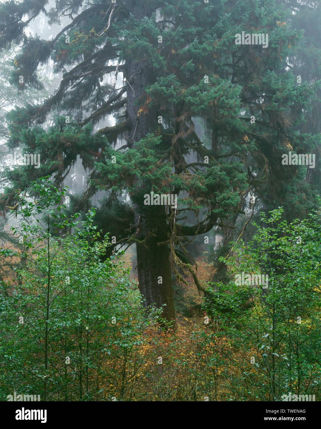 USA, Washington, Olympic National Park,  Fog shrouds rainforest with red alder and giant Sitka spruce, Queets Valley. Stock Photo