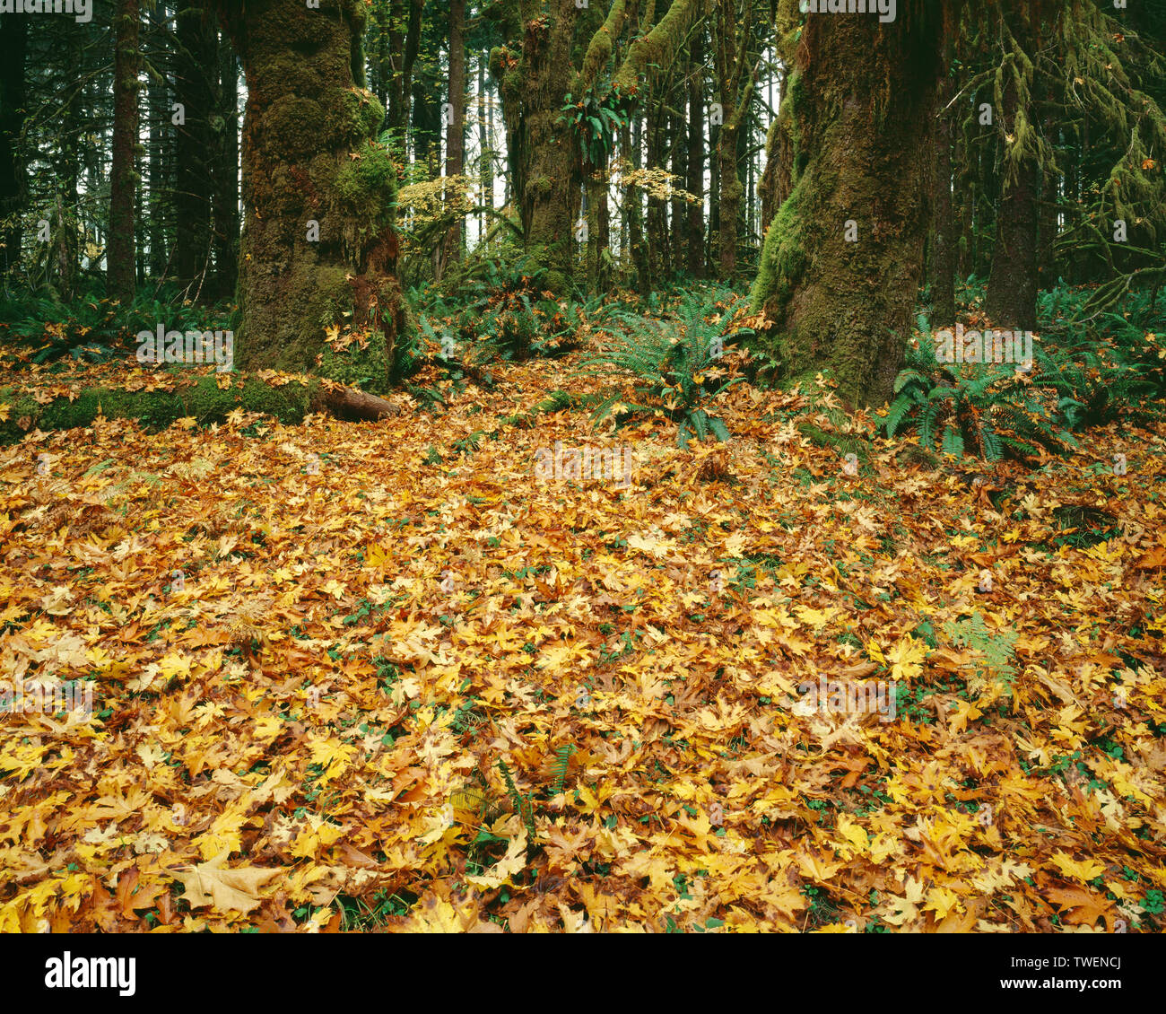USA, Washington, Olympic National Park, Moss laden bigleaf maples and understory of ferns and fallen leaves in autumn; Queets Rain Forest. Stock Photo