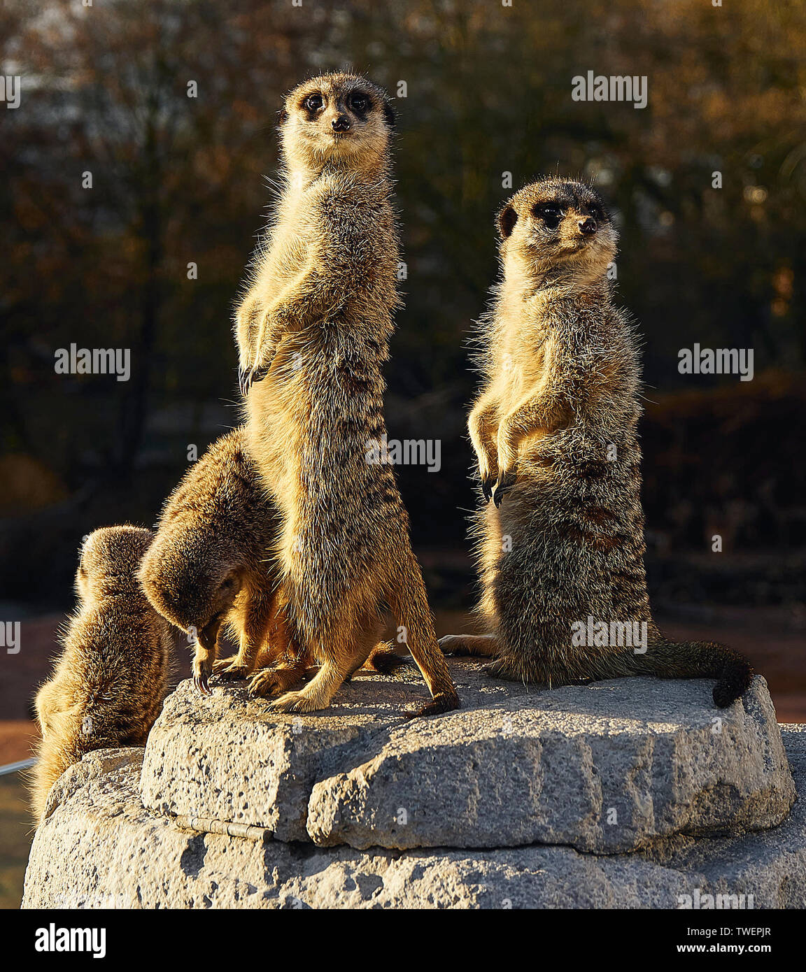 Currious Meerkats Stock Photo