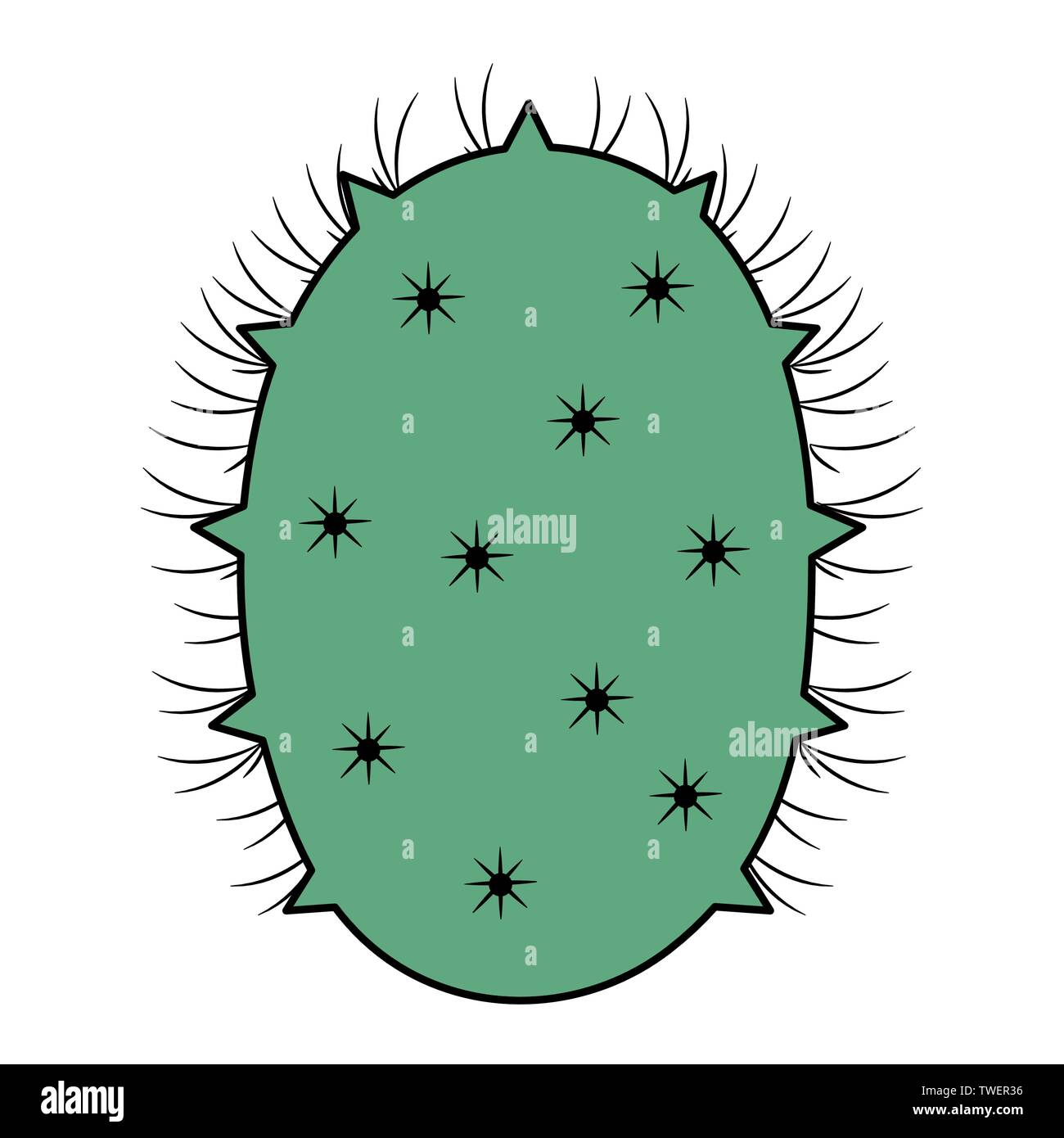 exotic cactus plant natural icon vector illustration design Stock ...