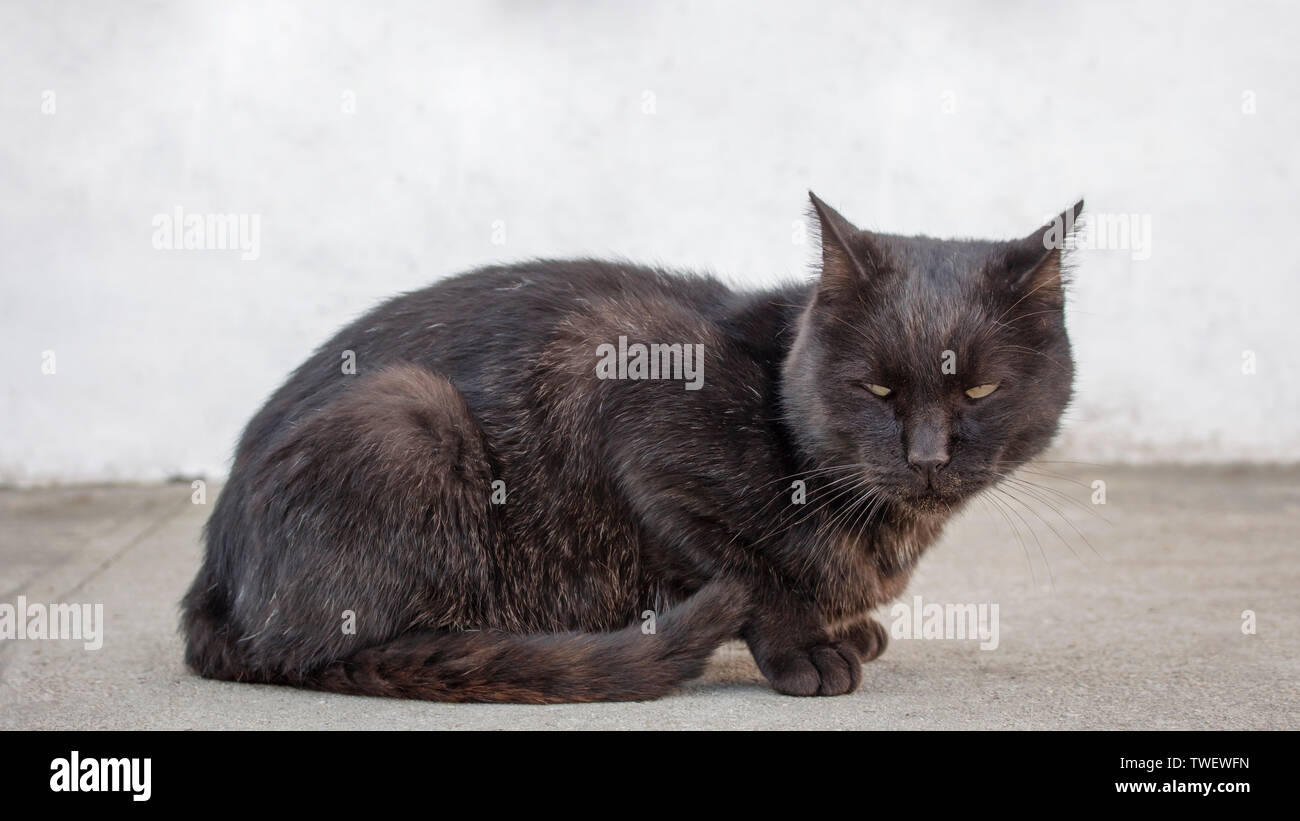Sad and depressed stray black cat looking suspicious at something. Abandoned cat with dirt in mouth looking desolate. Stock Photo