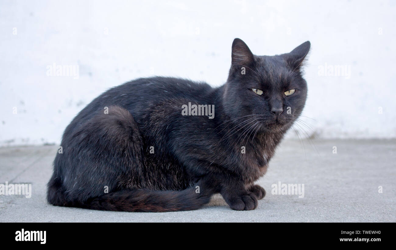 Mean stray black cat looking suspicious at camera. Unfriendly abandoned cat with dirt in mouth. Blurry background. Stock Photo