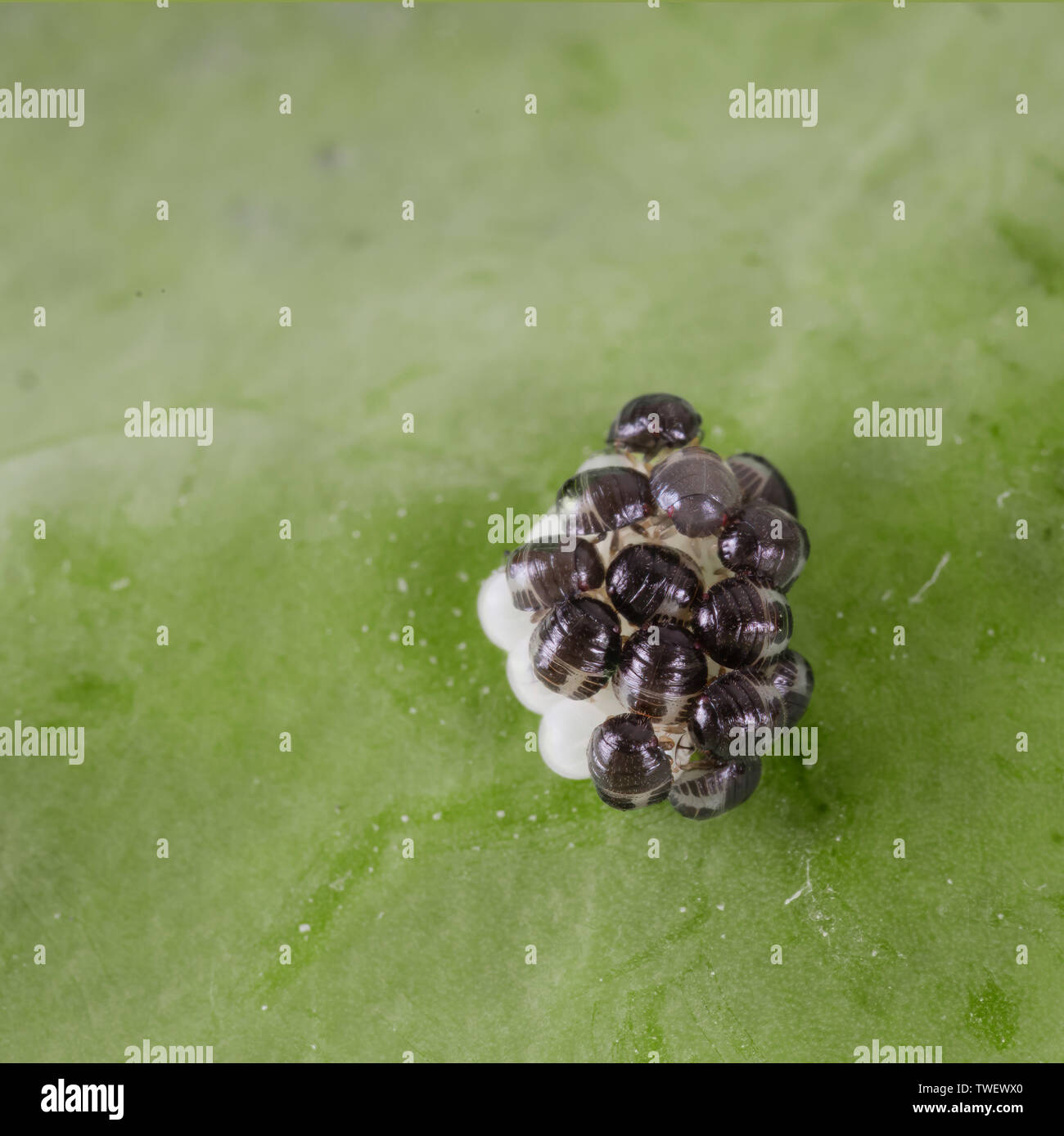 Baby Stink aka Shield bugs just hatching from eggs. Pest. Stock Photo