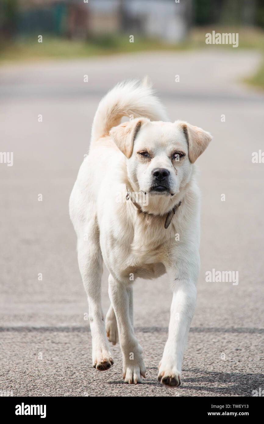 Sad and abandoned mutt with problem in eyes. White stray dog walking towards the camera. With copy space. Stock Photo