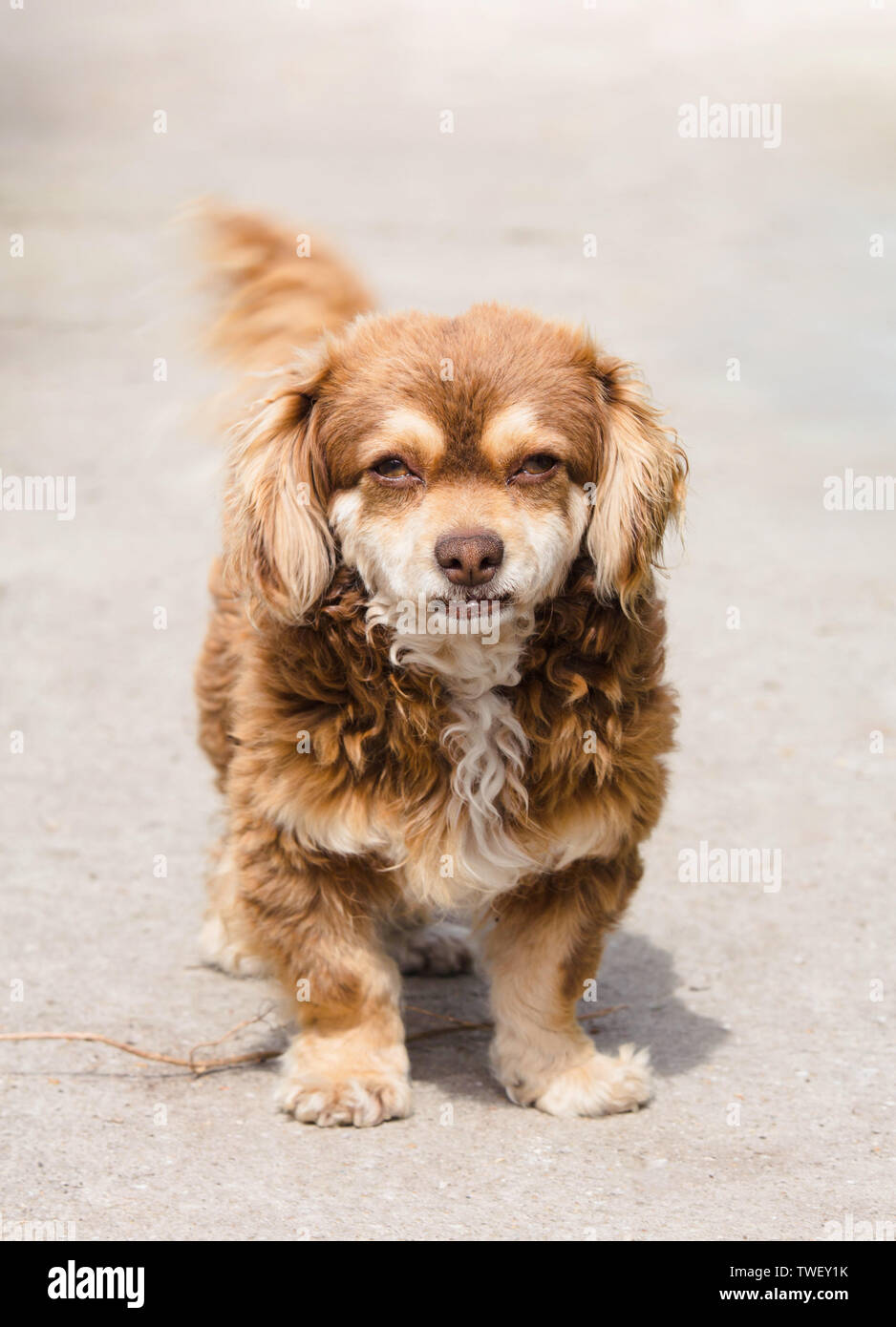 Senior brown and beige stray dog. Little fuzzy mutt with brown eyes looking at camera. Stock Photo