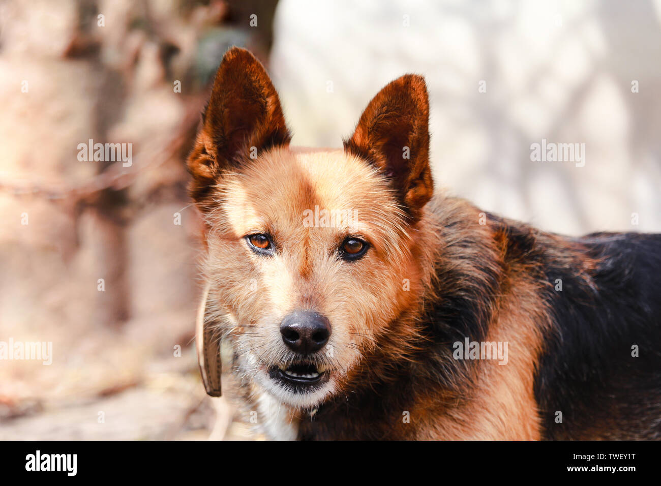Beautiful mutt with gentle brown eyes looking directly at camera. Blurred background with copy space. Stock Photo